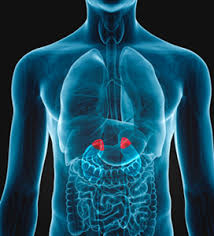 Adrenal gland and root chakra (Muladhara) connection